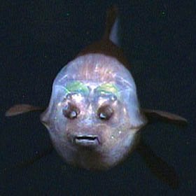 \'Macropinna \'Macropinna
