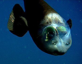 \'Macropinna \'Macropinna
