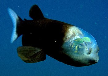 \'Macropinna \'Macropinna