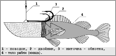 \'Снасточка \'Снасточка