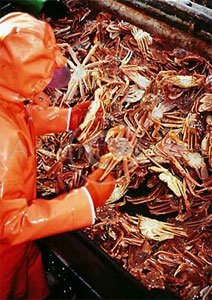 Рыбопромысловая компания на Камчатке оштрафована за браконьерскую добычу десятков тонн краба Рыбопромысловая компания на Камчатке оштрафована за браконьерскую добычу десятков тонн краба