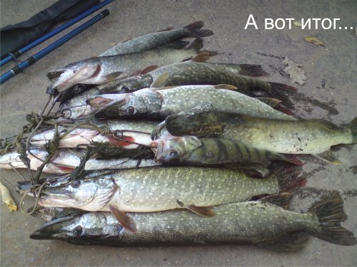 Дубовый остров - Мензелинский водозабор, совместный выезд клуба 16-18 сентября 2011год Дубовый остров - Мензелинский водозабор, совместный выезд клуба 16-18 сентября 2011год