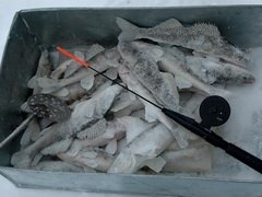 Любители рыбалки соберутся в СахНИРО Любители рыбалки соберутся в СахНИРО