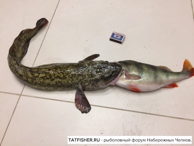 Рыбак поймал в Обском море жадного налима с окунем в зубах