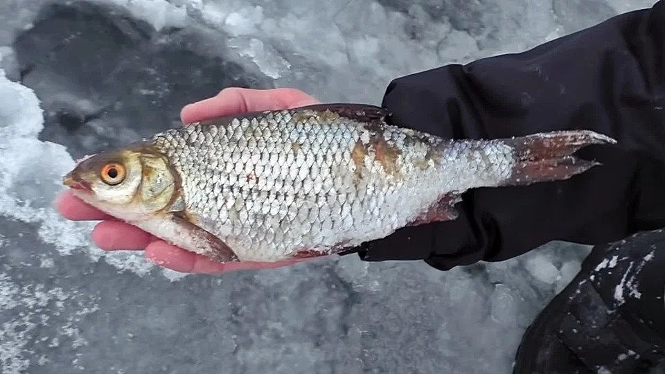 Ловля рыбы зимой на снасть покаток