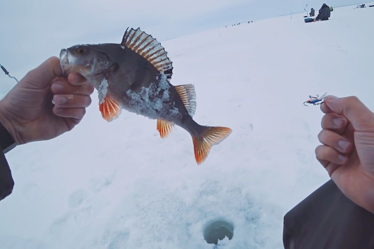 Рыбалка на окуня по первому льду | Советы и рекомендации