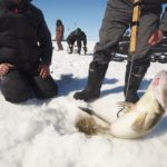Полезные советы при ловле судака зимой