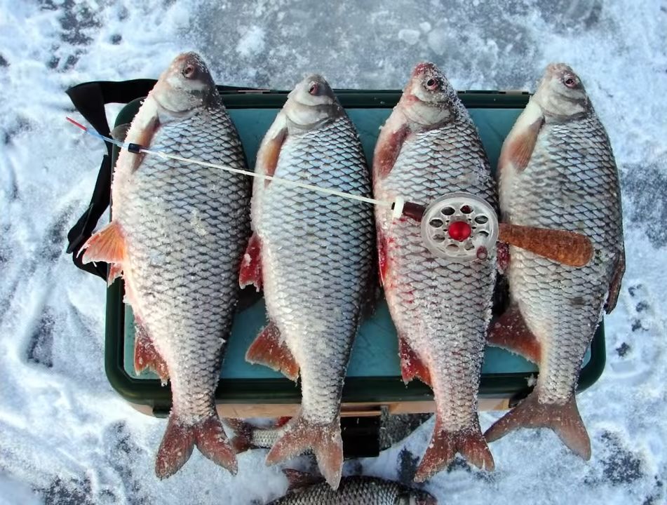 Супер рабочая зимняя прикормка с гороховым ароматом для ловли мирной рыбы. Делюсь рецептом