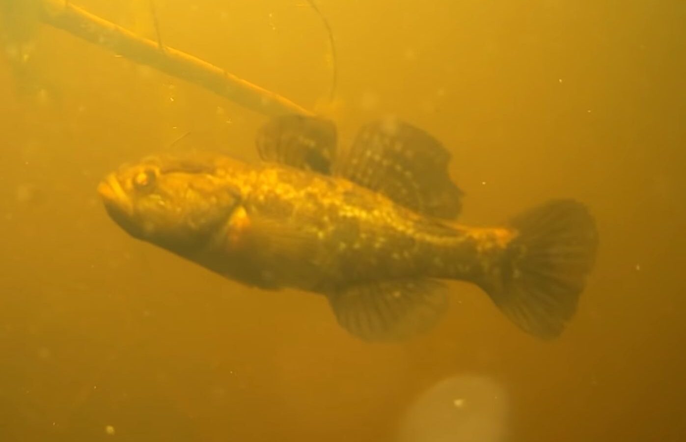 30 интересных фактов об удивительной рыбе ротан