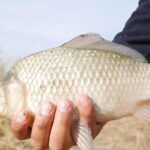 Несколько полезных советов, которые помогут выловить крупного карася