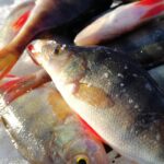 6 лучших способов, как быстро почистить окуня от чешуи - простые варианты