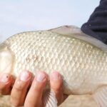 На это тесто в июле ловлю самых крупных карасей. Делюсь рецептом