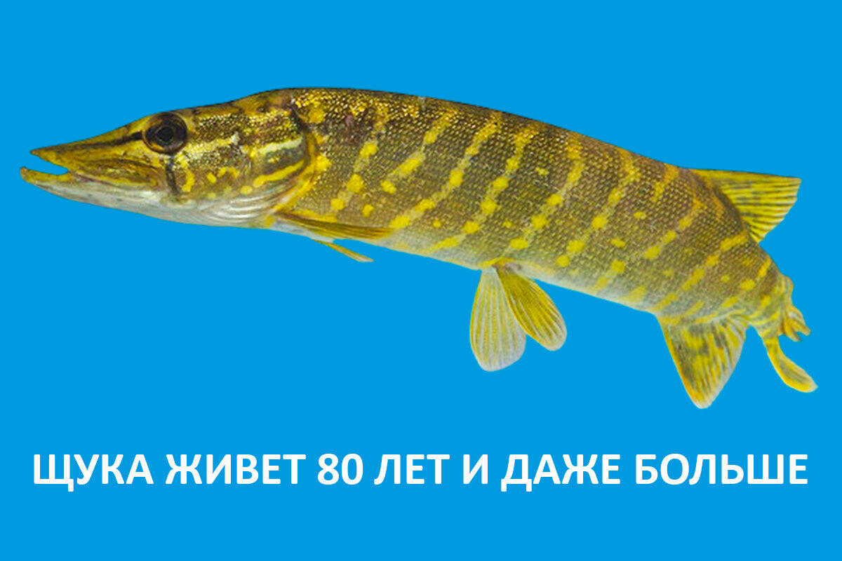 Какая рыба живет дольше всех, интересные факты о рыбах