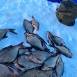 Рассказываю, как успешно ловить леща зимой, в каких местах его искать и какую тактику ловли использо...