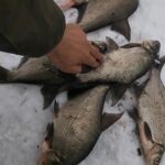 Рассказываю, как из сала приготовить супер рабочую зимнюю насадку, которая ловит крупного леща даже ...