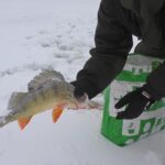 Самые лучшие наживки для ловли в феврале. Рассказываю почему именно эти наживки так хорошо ловят кру...