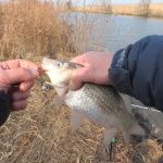 Какие запахи любит карась осенью - делюсь рабочими ароматами