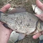 Ловля карася в октябре - рассказываю про нюансы, которые должен знать каждый любитель ловли карася